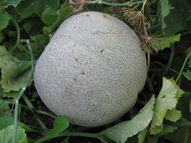 Nærbillede